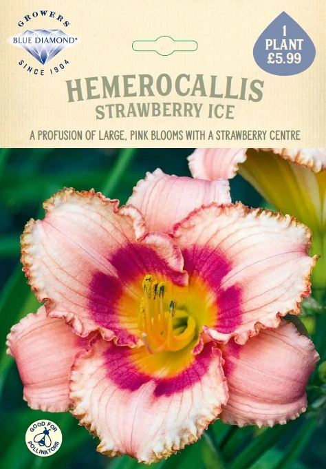 Hemerocallis Strawberry Ice