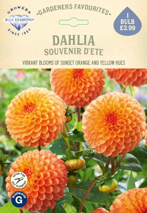 Dahlia Souvenir dEte