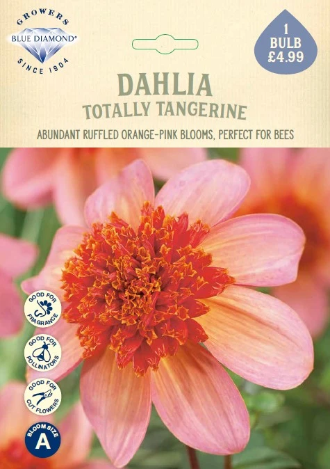Dahlia Totally Tangerine