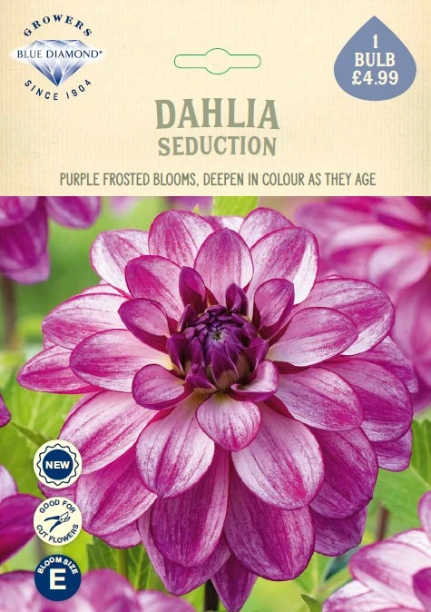 Dahlia Seduction