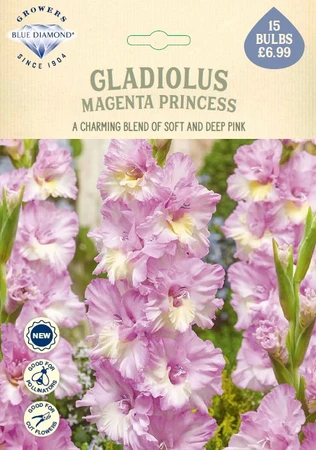 Gladioli Magenta Princess