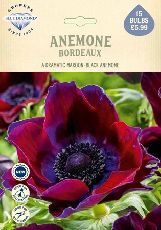 Anemone Bordeaux