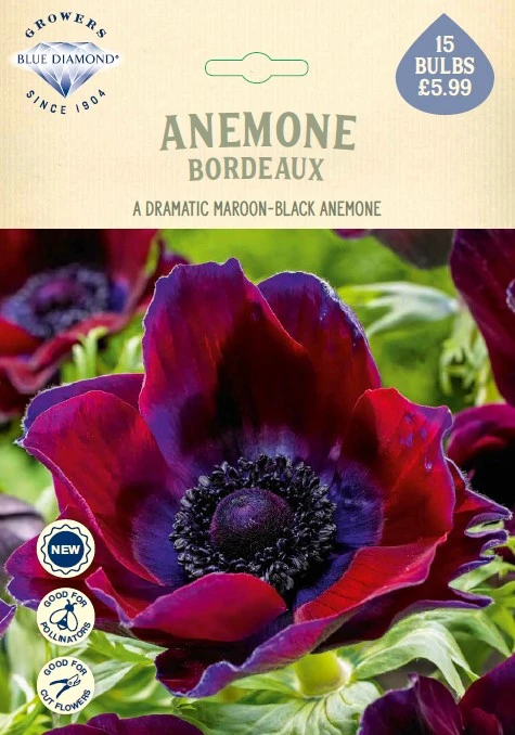 Anemone Bordeaux