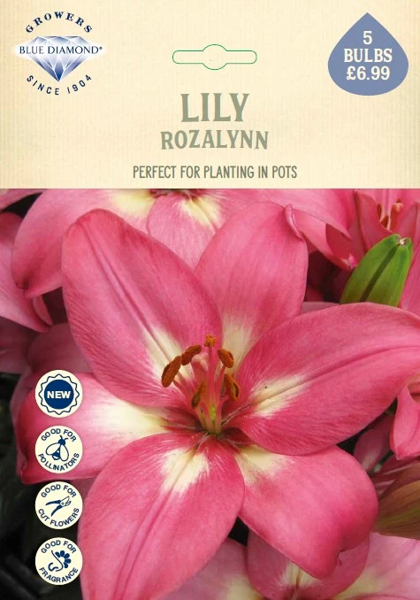Lilium Rozalynn