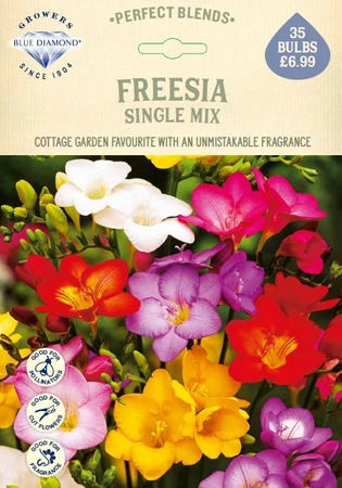 Freesia Single Mix