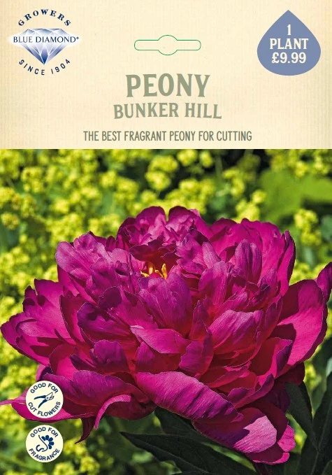 Peony Bunker Hill