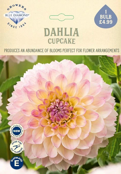 Dahlia Cupcake