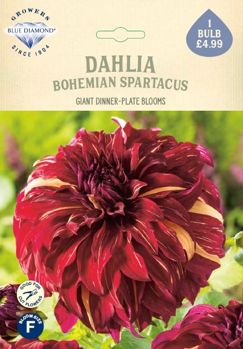 Dahlia Bohemian Spartacus - image 1