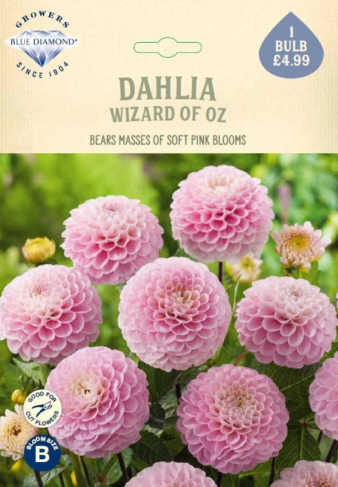 Dahlia Wizard of Oz