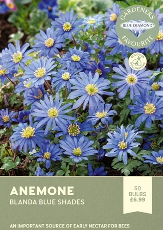 Anemone Blanda Blue Shades