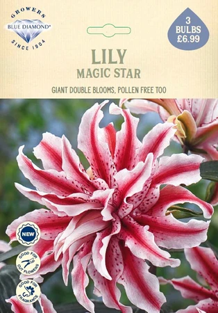 Lilium Magic Star