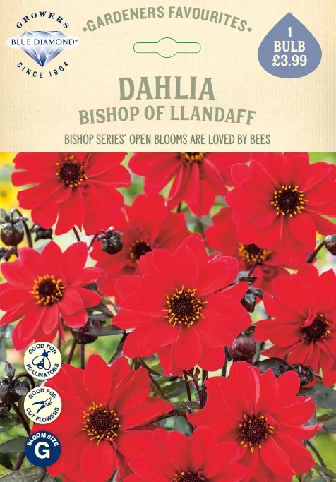 Dahlia Bishop Of Llandaff - image 1