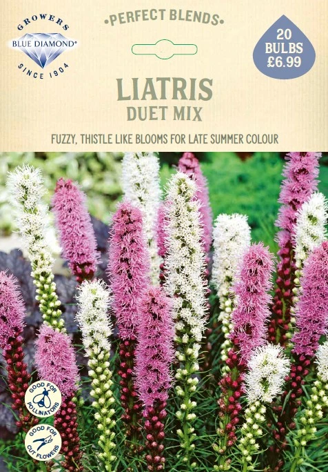 Liatris Duet - image 1