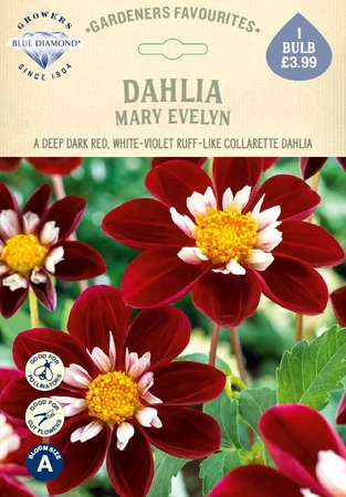 Dahlia Mary Evelin