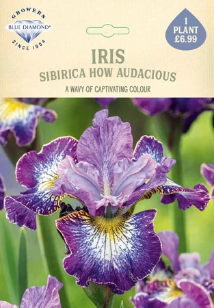 Iris Sibirica How audacious