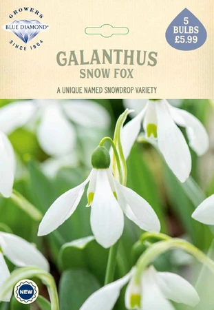 Galanthus elwesii Snow Fox NE