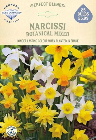 Daffodil Botanical Mixed PBR