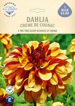 Dahlia Creme de Cognac