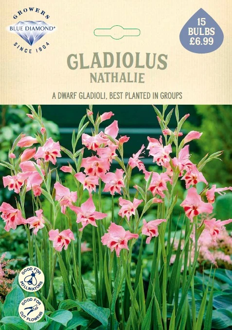 Gladioli Nathalie