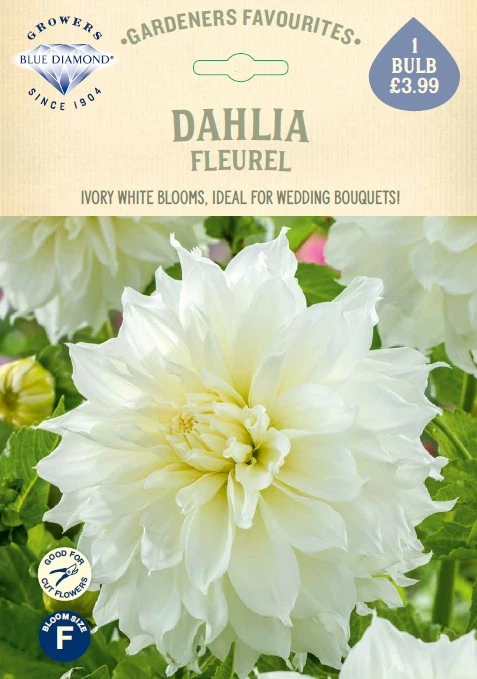 Dahlia Fleurel - image 1