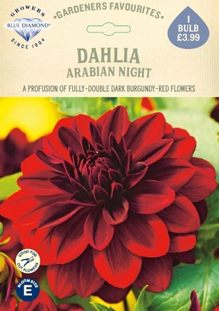 Dahlia Arabian Night - image 1