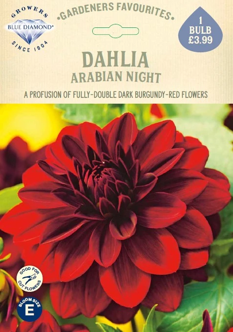 Dahlia Arabian Night - image 1