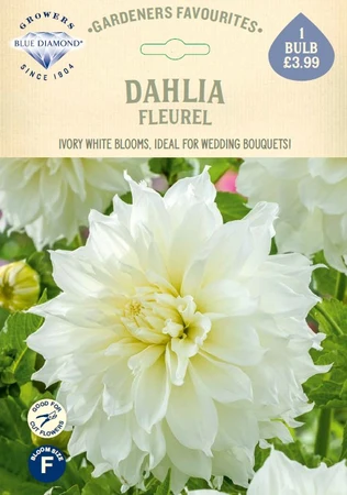 Dahlia Fleurel