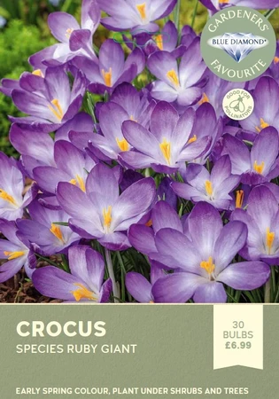 Crocus Species Ruby Giant GFR