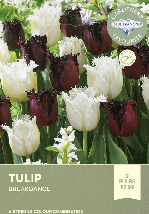Tulip Breakdance