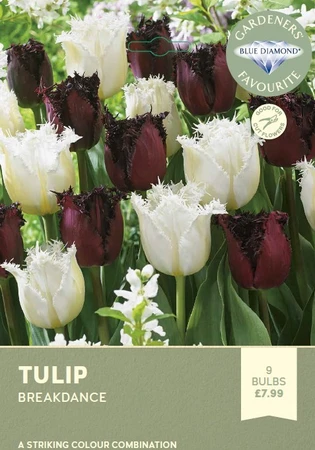 Tulip Breakdance