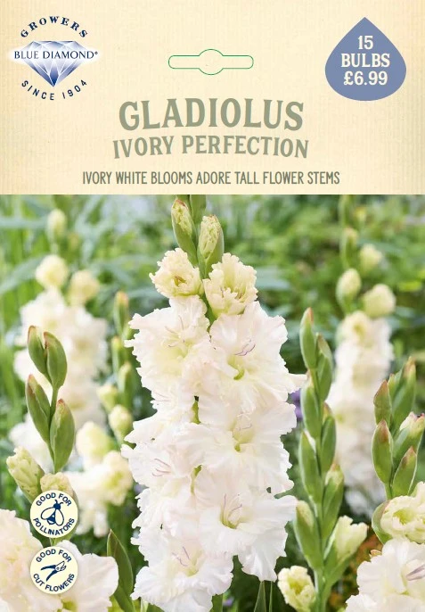 Gladioli Ivory Perfection