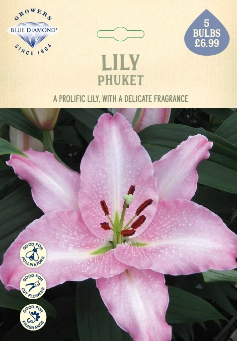 Lilium Phuket