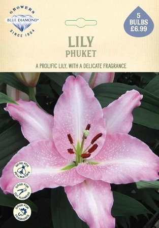 Lilium Phuket