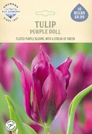 Tulip Purple Doll NE