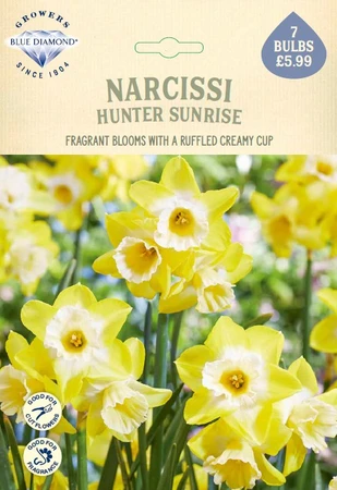 Narcissi Hunter Sunrise NE