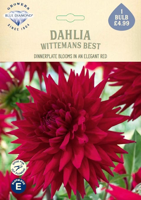 Dahlia Wittemans Best