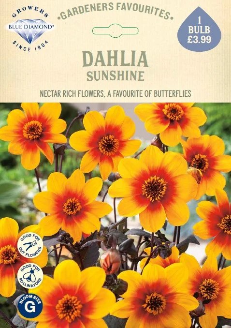 Dahlia Sunshine - image 1