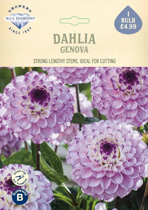 Dahlia Genova
