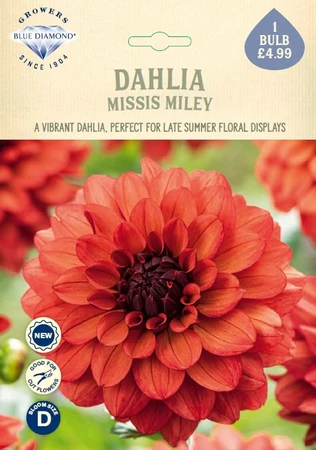 Dahlia Missis Miley