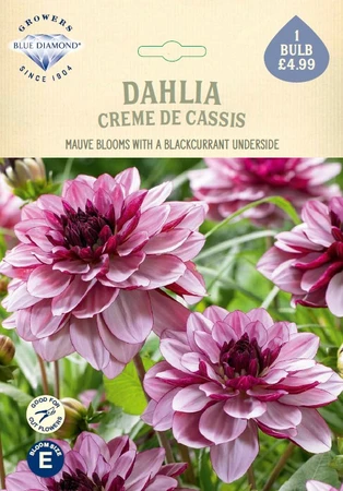 Dahlia Creme de Cassis