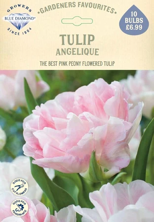 Tulip Angelique GF