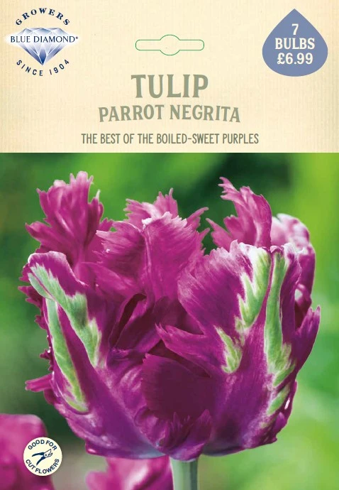 Tulip Parrot Negrita NE - image 1