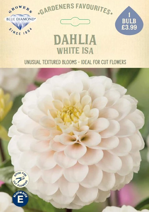 Dahlia White Isa