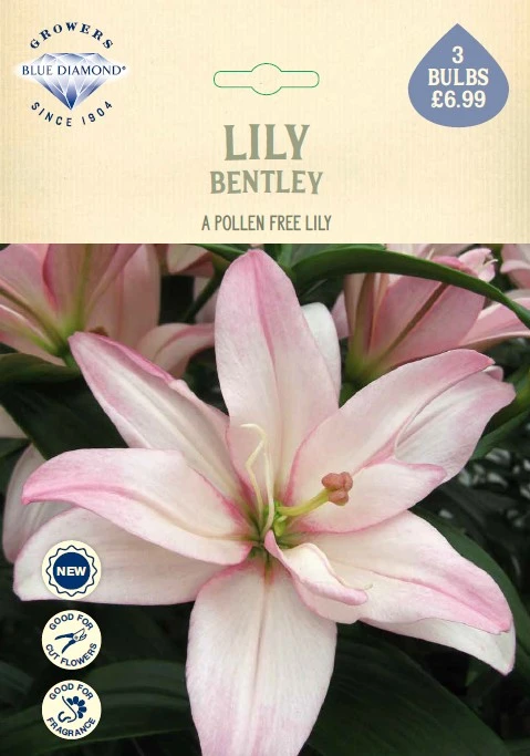 Lilium Bentley