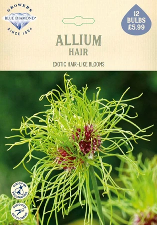Allium Hair NE - image 1