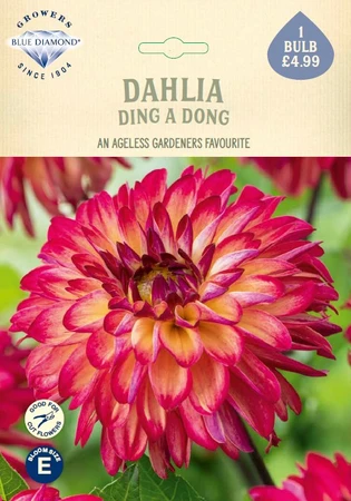 Dahlia Ding a Dong