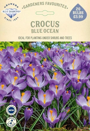 Crocus Blue Ocean GF