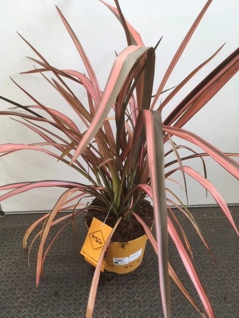 Phormium Rainbow Maiden 6L - image 1