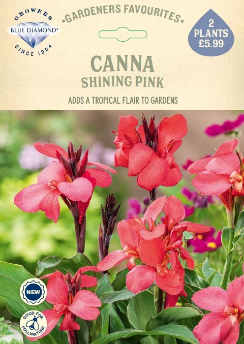 Canna Shining Pink