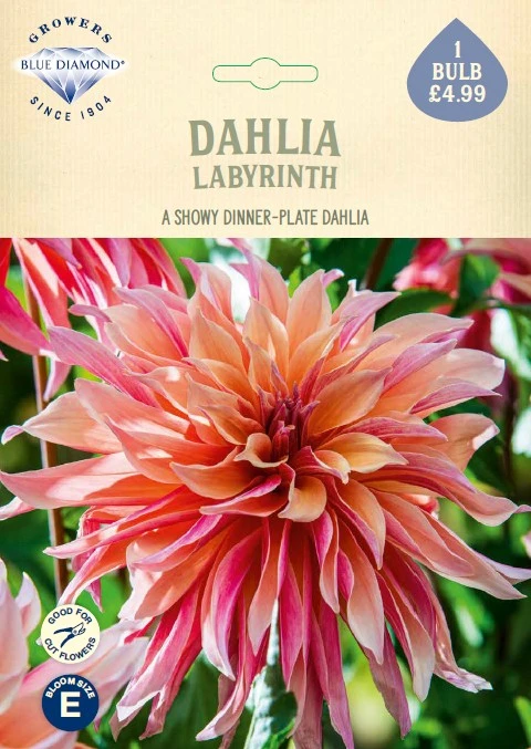 Dahlia Labyrinth